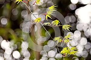 Details of Japanese Maple Tree