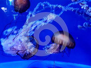 Details of jellyfish in an aquarium