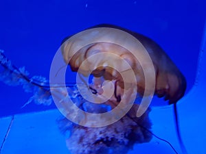 Details of jellyfish in an aquarium