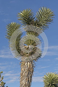 Details of a Joshua Tree Vegetation