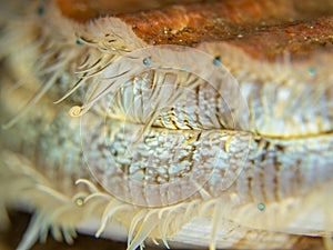 Details of King Scallop. Loch Carron, Scotland