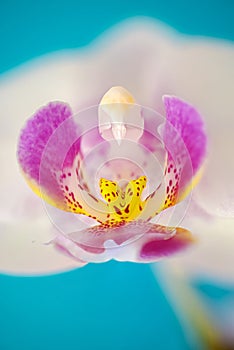 Details of labellum and column of white phalaenopsis orchid flower against solid cyan background
