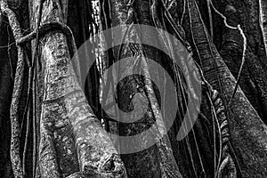 Details of a large fig tree trunk