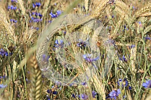 Details of a late summer wheat field