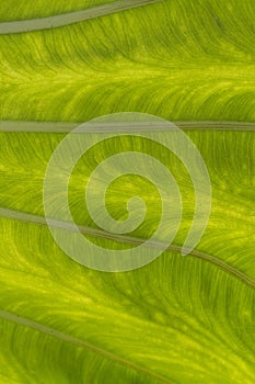 Details in the Leaf of a Elephant Ear Plant - Colocasia