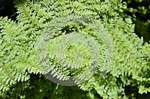 Details of the leaf of the fern Nephrolepis exaltata cv