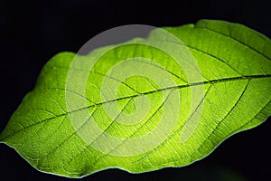 Detailed highcontrast lit up leaf