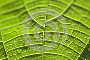 Details of the leaf`s lines and veins in summer sunshine