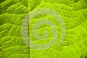 Details of the leaf`s lines and veins in summer sunshine