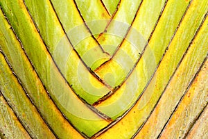 Details of leaf stalk of traveler palm