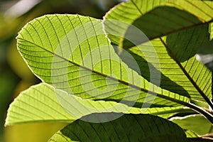 Details of a leaf with warm lighting