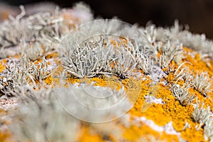 Details of leafy grey and yellow lichen growing on rock