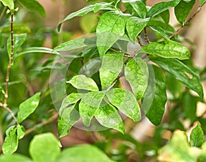Details of the leaves of coffea racemosa