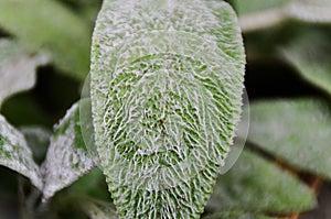 Details of the leaves of delachys byzantina in the vegetable garden photo