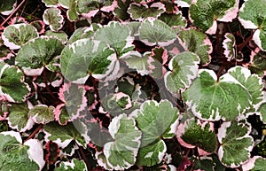 Details of the leaves of saxifraga stolonifera