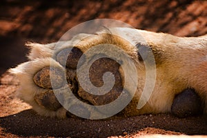 Details of lion paw