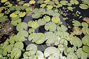 The details of lotus leaves over water