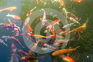 Details of a lush garden pond with fish in Asia