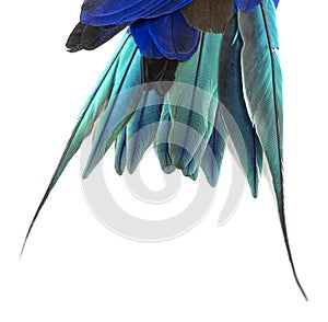Details macro of blue feathers Blue-bellied roller bird