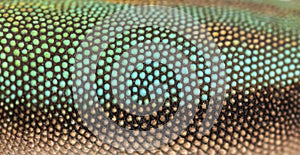 Details, macro of scales of gold dust day gecko photo