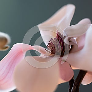 Details of magnolia bloom in white and pink with seed pod and dark background