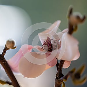 Details of magnolia bloom in white and pink with seed pod and dark background