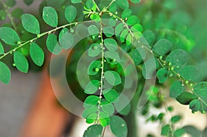 Details of the medicinal plant Phyllanthus niruri