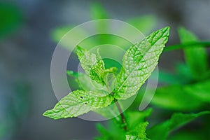 Details of mint green  leaves