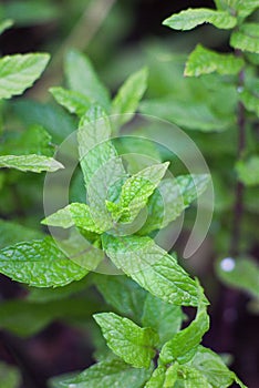 Details of mint green  leaves in vertiical composition