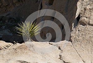 Details, Mohave National Preserve, Hole in the Rock area