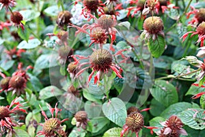 Details of Monarda didyma