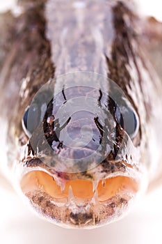 Details of the mouth of a walleye
