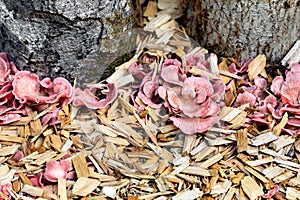 Details of a mushroom farm or fungiculture, growing up of Pleurotus djamor