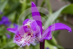 Details of my beautiful garden orchid Pleione formosana