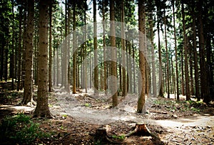 Details of old pine forest