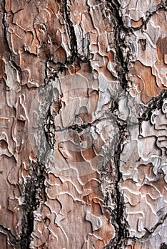 Details of old tree peel in a garden, close up, macro photography