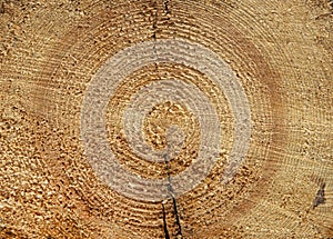 Details of old tree rings