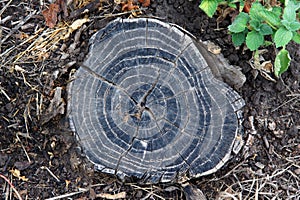 Details of old tree rings