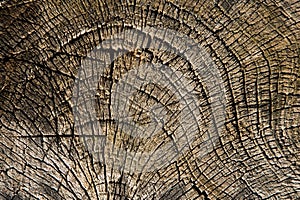Details of old tree rings
