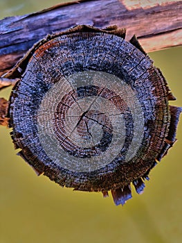 Old tree rings pattern