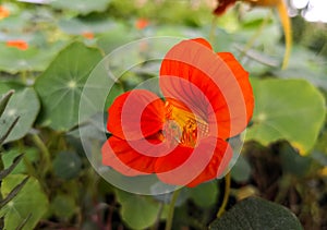 Details of the orange bright flower of Tropaeolum majus plant