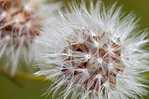 Details of an overblown dandelion