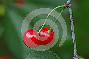 Details of a pair of deeply colored red cherries hanging from the branch