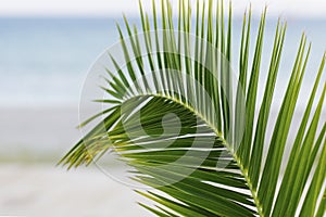 Details of a palm tree leaf