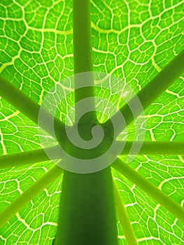 Details of Papaya leaf with stem