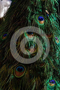 Details and pattern of colorful peacock tail feathers eyes in saturated blues and greens close up, abstract background, Vojanovy