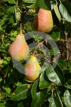 Details from a pear tree with 3 Dutchess pears photo