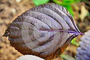 Details of Perilla frutescens leaf photo