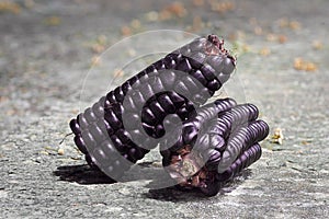 Details of a peruvian purple corn, zea mays l, a product with high nutritional value