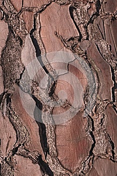 Details of pine bark for abstract  background